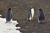 Derniers regards sur des manchots Papou (Pygoscelis Papua) - Whalers Bay - Deception Island - ANTARCTIQUE