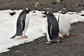 Derniers regards sur des manchots Papou (Pygoscelis Papua) - Whalers Bay - Deception Island - ANTARCTIQUE