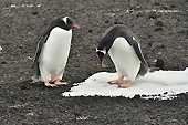 Manchots Papou (Pygoscelis Papua) - Whalers Bay - Deception Island - ANTARCTIQUE