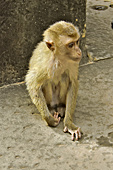 Singe se promenant au milieu des touristes dans le temple du Bayon - Cité d'Angkor Thom - Cambodge