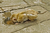 Singe buvant dans une cavité au milieu des touristes dans le temple du Bayon - Cité d'Angkor Thom - Cambodge