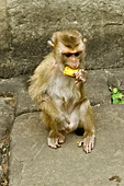 Singe mangeant au milieu des touristes dans le temple du Bayon - Cité d'Angkor Thom - Cambodge
