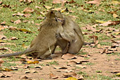 Singes entrelacés entre le temple du Bayon et le temple du Baphûon - Cité d'Angkor Thom - Cambodge