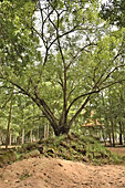 Forêt entre le temple du Bayon et le temple du Baphûon - Cité d'Angkor Thom - Cambodge