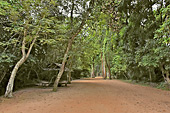 Long chemin dans la forêt pour accéder au temple - Temple Ta Prohm - Cambodge