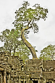 Les racines démesurées des fromagers géants coulent comme des serpents à travers les pierres de grés - Temple Ta Prohm - Cambodge