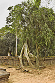Les racines démesurées des fromagers géants coulent comme des serpents à travers les pierres de grés - Temple Ta Prohm - Cambodge