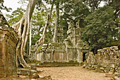 Les racines démesurées des fromagers géants coulent comme des serpents à travers les pierres de grés - Temple Ta Prohm - Cambodge