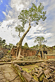Racines démesurées d'un fromager géant qui coulent comme des serpents à travers les pierres de grés - Temple de Preah Khan - Cambodge