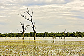 Arbres squelettiques dans le "baray" (réservoir) de Preah Khan - Temple de Neak Pean - Cambodge