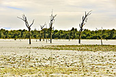 Arbres squelettiques dans le "baray" (réservoir) de Preah Khan - Temple de Neak Pean - Cambodge