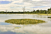 Minuscule îlot dans le "baray" (réservoir) de Preah Khan - Temple de Neak Pean - Cambodge