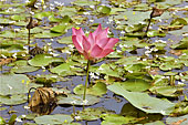 Fleur de lotus dans le "baray" (réservoir) de Preah Khan - Temple de Neak Pean - Cambodge