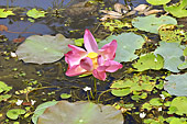 Fleur de lotus dans le "baray" (réservoir) de Preah Khan - Temple de Neak Pean - Cambodge