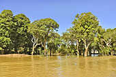 Navigation le long de la mangrove - Village de Kompong Phluk - Cambodge