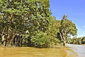 Navigation le long de la mangrove - Village de Kompong Phluk - Cambodge