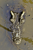 Crocodile dans le restaurant et ferme au milieu du lac Tonlé Sap (Grande rivière d’eau douce, en Khmer) - Cambodge