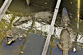 Crocodiles dans le restaurant et ferme au milieu du lac Tonlé Sap (Grande rivière d’eau douce, en Khmer) - Cambodge