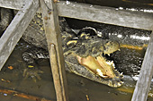 Crocodile dans le restaurant et ferme au milieu du lac Tonlé Sap (Grande rivière d’eau douce, en Khmer) - Cambodge