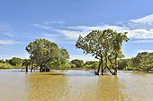 Navigation le long de la mangrove - Village de Kompong Phluk - Cambodge