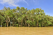 Navigation le long de la mangrove - Village de Kompong Phluk - Cambodge