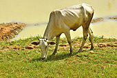 Dernier regard sur cette vache efflanquée - Village de Kompong Phluk - Cambodge