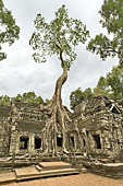 Les racines démesurées des fromagers géants coulent comme des serpents à travers les pierres de grés - Temple Ta Prohm - Cambodge