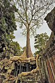 Les racines démesurées des fromagers géants coulent comme des serpents à travers les pierres de grés - Temple Ta Prohm - Cambodge