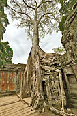 Les racines démesurées des fromagers géants coulent comme des serpents à travers les pierres de grés - Temple Ta Prohm - Cambodge
