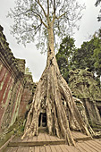 Les racines démesurées des fromagers géants coulent comme des serpents à travers les pierres de grés - Temple Ta Prohm - Cambodge