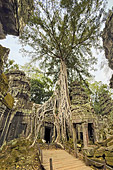 Les racines démesurées des fromagers géants coulent comme des serpents à travers les pierres de grés - Temple Ta Prohm - Cambodge