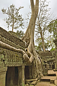 Les racines démesurées des fromagers géants coulent comme des serpents à travers les pierres de grés - Temple Ta Prohm - Cambodge