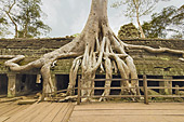 Les racines démesurées des fromagers géants coulent comme des serpents à travers les pierres de grés - Temple Ta Prohm - Cambodge