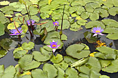 Fleurs de lotus bleus dans le "baray" (réservoir) de Preah Khan - Temple de Neak Pean - Cambodge