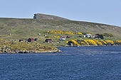 En vue de New Island - FALKLAND ISLANDS