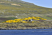 En vue de New Island - FALKLAND ISLANDS