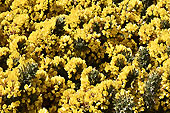 Ajonc jaune en fleurs - New Island - FALKLAND ISLANDS