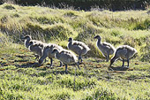 Bébés Bernache de Magellan - New Island - FALKLAND ISLANDS