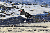 Huîtrier de Magellanic (Leucopodus de Haematopus) - New Island - FALKLAND ISLANDS