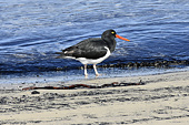 Huîtrier de Magellanic (Leucopodus de Haematopus) - New Island - FALKLAND ISLANDS