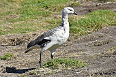 Bernache de Magellan - Le mâle a la tête et la poitrine blanches, le reste du corps gris avec de fines barres noires sur les flancs - New Island - FALKLAND ISLANDS