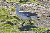Bernache de Magellan - Le mâle a la tête et la poitrine blanches, le reste du corps gris avec de fines barres noires sur les flancs - New Island - FALKLAND ISLANDS