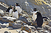 Gorfous sauteurs (Northern Rockhopper Penguins) - New Island - FALKLAND ISLANDS