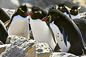 Gorfous sauteurs (Northern Rockhopper Penguins) - New Island - FALKLAND ISLANDS