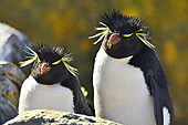 Gorfous sauteurs (Northern Rockhopper Penguins) - New Island - FALKLAND ISLANDS