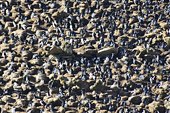 Colonie de Gorfous sauteurs (Northern Rockhopper Penguins) - New Island - FALKLAND ISLANDS