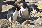 Gorfous sauteurs (Northern Rockhopper Penguins) - New Island - FALKLAND ISLANDS