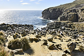 Colonie de Gorfous sauteurs (Northern Rockhopper Penguins) - New Island - FALKLAND ISLANDS