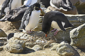 Gorfous sauteurs devant un nid (Northern Rockhopper Penguins) - New Island - FALKLAND ISLANDS