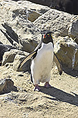 Gorfou sauteur (Northern Rockhopper Penguin) - New Island - FALKLAND ISLANDS